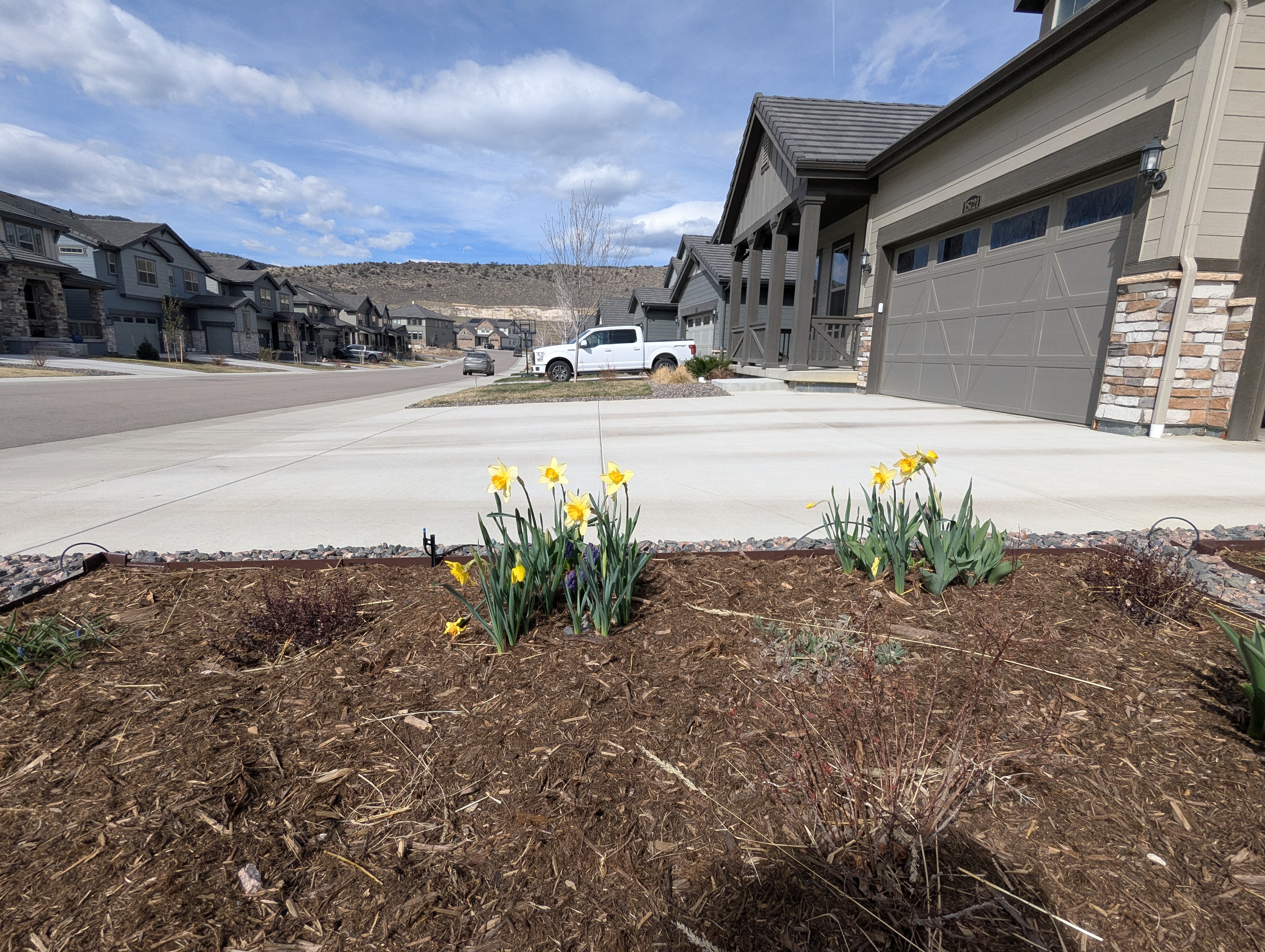 Daffodils, Morrison, Colorado